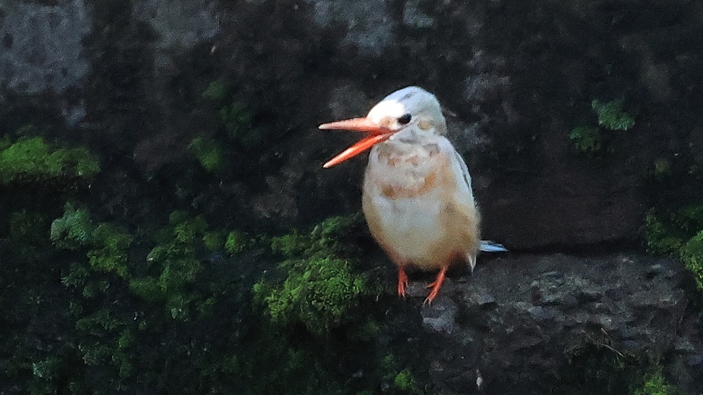 白いカワセミの大欠伸　Long yawn of the \"white\" Common Kingfisher_f0105570_16395135.jpg