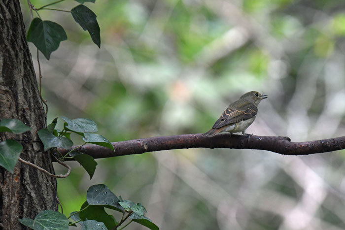 お山の鳥さん♪＜黄鶲・蝦夷虫喰など＞_e0248688_19134563.jpg