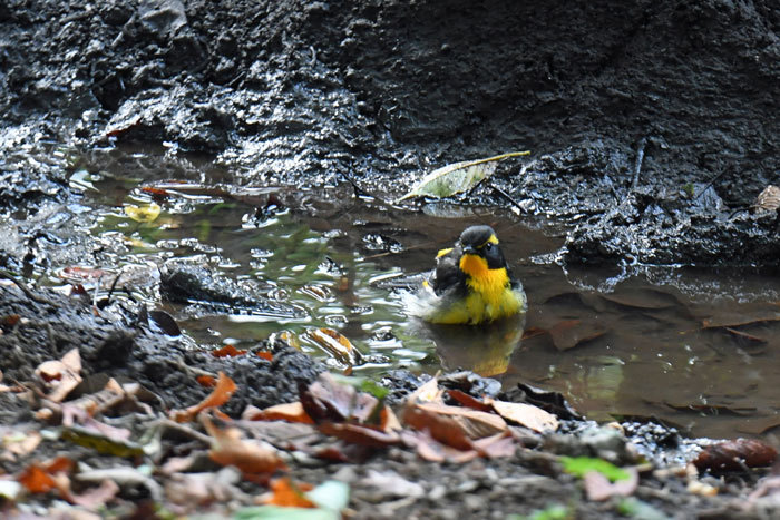 お山の鳥さん♪＜黄鶲・蝦夷虫喰など＞_e0248688_19150963.jpg