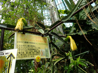 「牧野富太郎ゆかりの植物展」は明日まで！！_f0203094_14324117.jpg