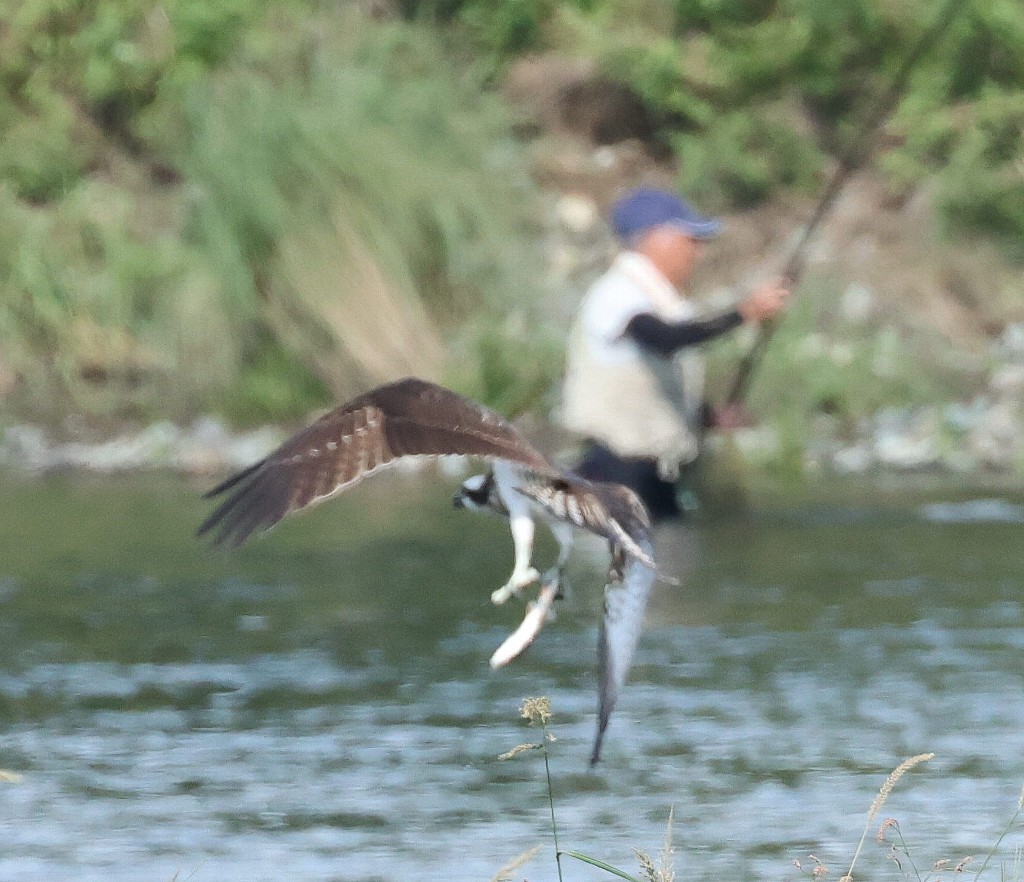 自宅そば相模川のミサゴシーズン開幕！　Osprey season has begun at the Sagami river near my house!_f0105570_18123635.jpg