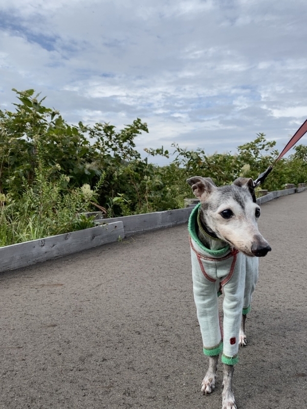 おまけの犬生、４ヶ月。_f0394394_18050011.jpg