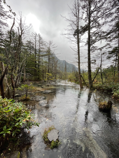 上高地/植物観察/植生調査_c0112447_08224630.jpg