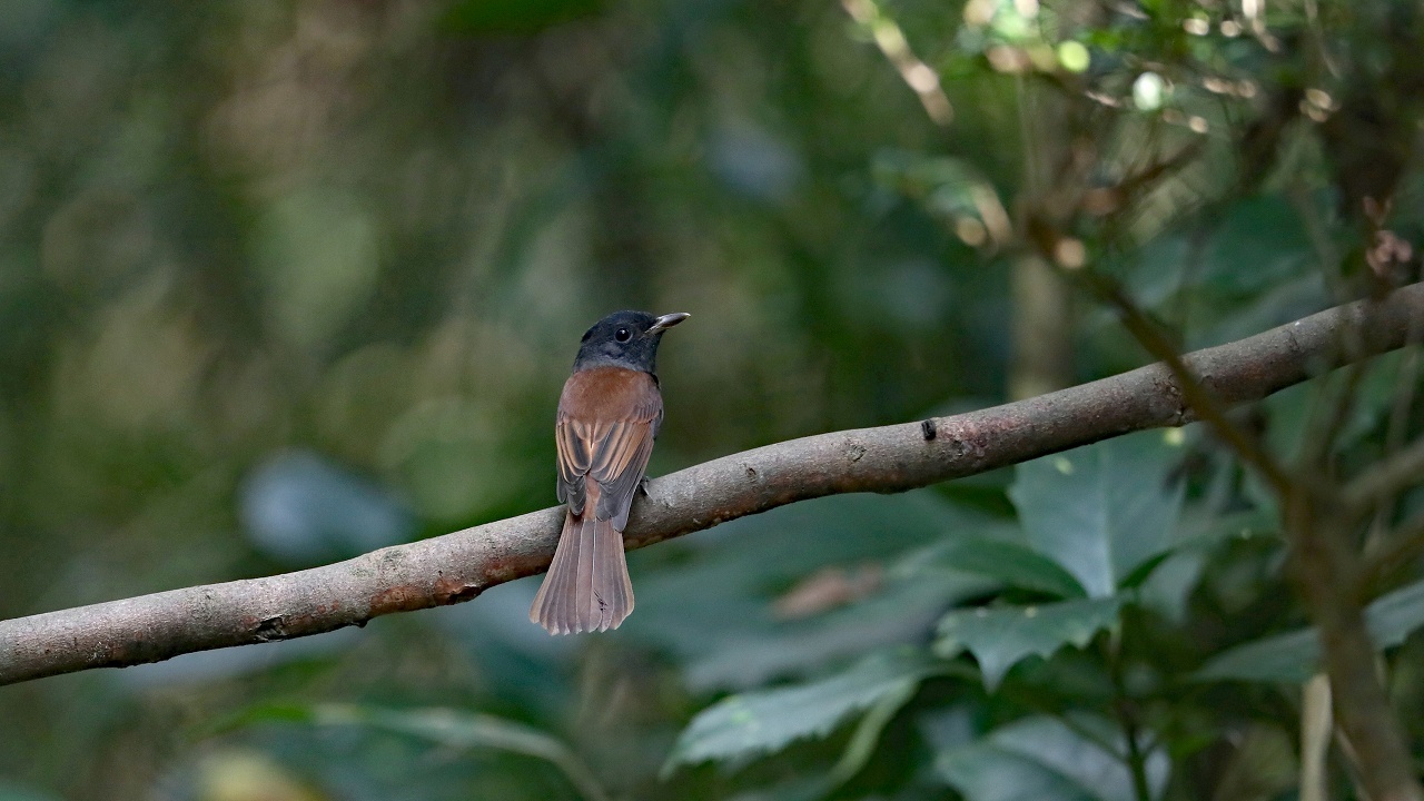 帰路のサンコウチョウ_f0238447_07320191.jpg