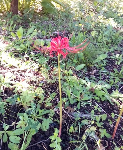 ニョキニョキワハハ曼珠沙華のおしゃべり_c0220170_21284333.jpg