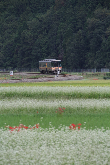 朝霧・そば畑・姫新線_e0304780_22580566.jpg