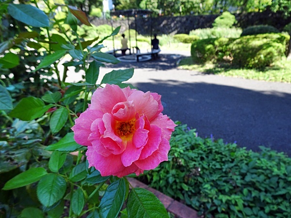 　　　　　　　　　　　　　　　　　　　　　　東京の田舎から都心へ_d0075453_11560755.jpg