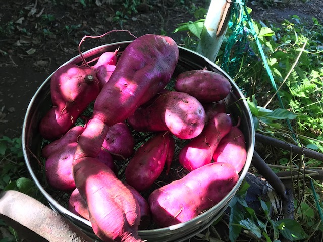 里芋・紫芋試し掘り、白菜、間引き移植など10・6~7_c0014967_06153940.jpg