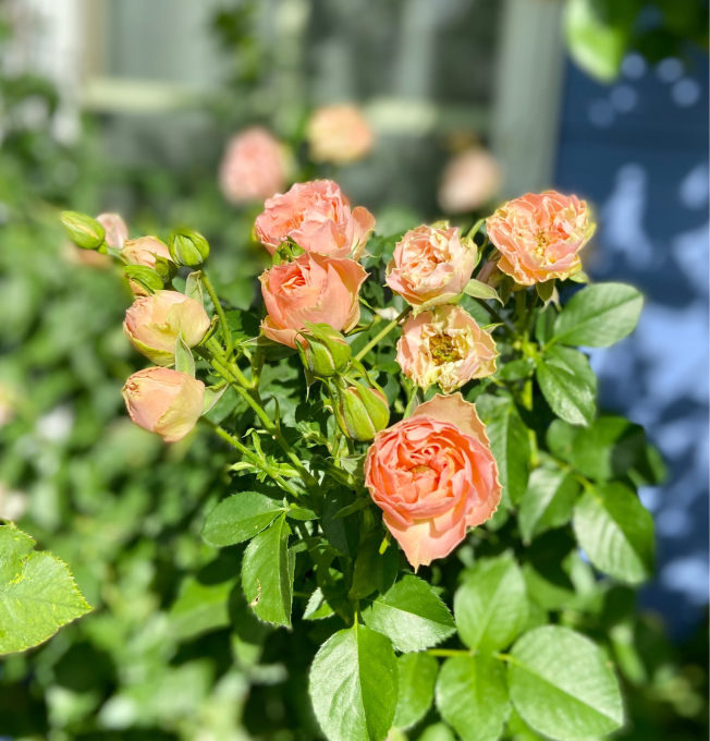 バラ苗 切花品種 コンスタンス イングリッシュ - 植物/観葉植物