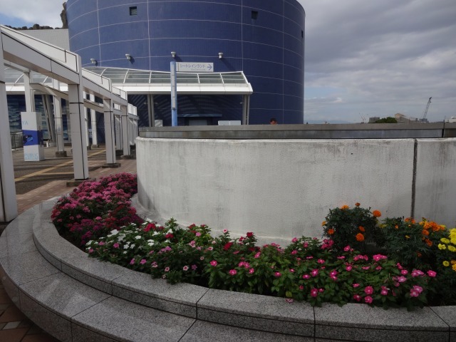 名古屋港水族館前花壇の植栽R5.10.16_d0338682_13174456.jpg