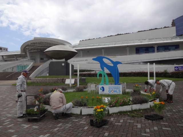 名古屋港水族館前花壇の植栽R5.10.16_d0338682_13195196.jpg