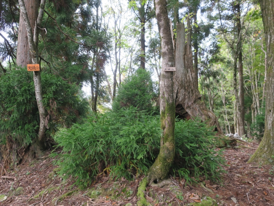 光砥山・小野村割岳（京都北山）_a0286351_10221653.jpg