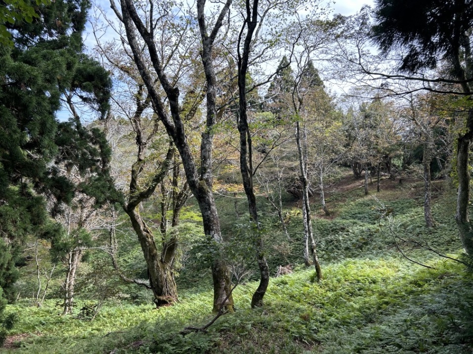 光砥山・小野村割岳（京都北山）_a0286351_10221785.jpg