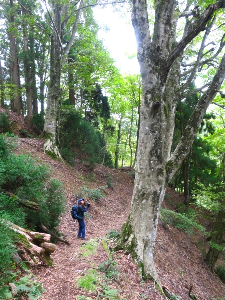 光砥山・小野村割岳（京都北山）_a0286351_10372085.jpg