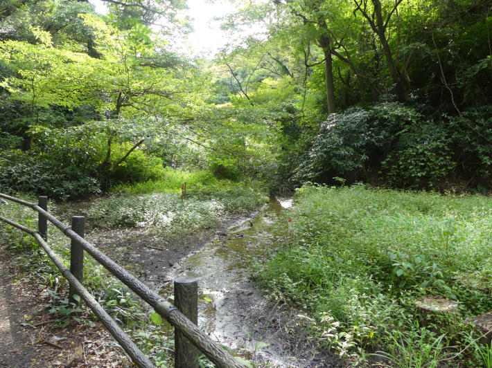 秋の山歩き　金沢市民の森から瀬上市民の森へ_f0296312_00143622.jpg