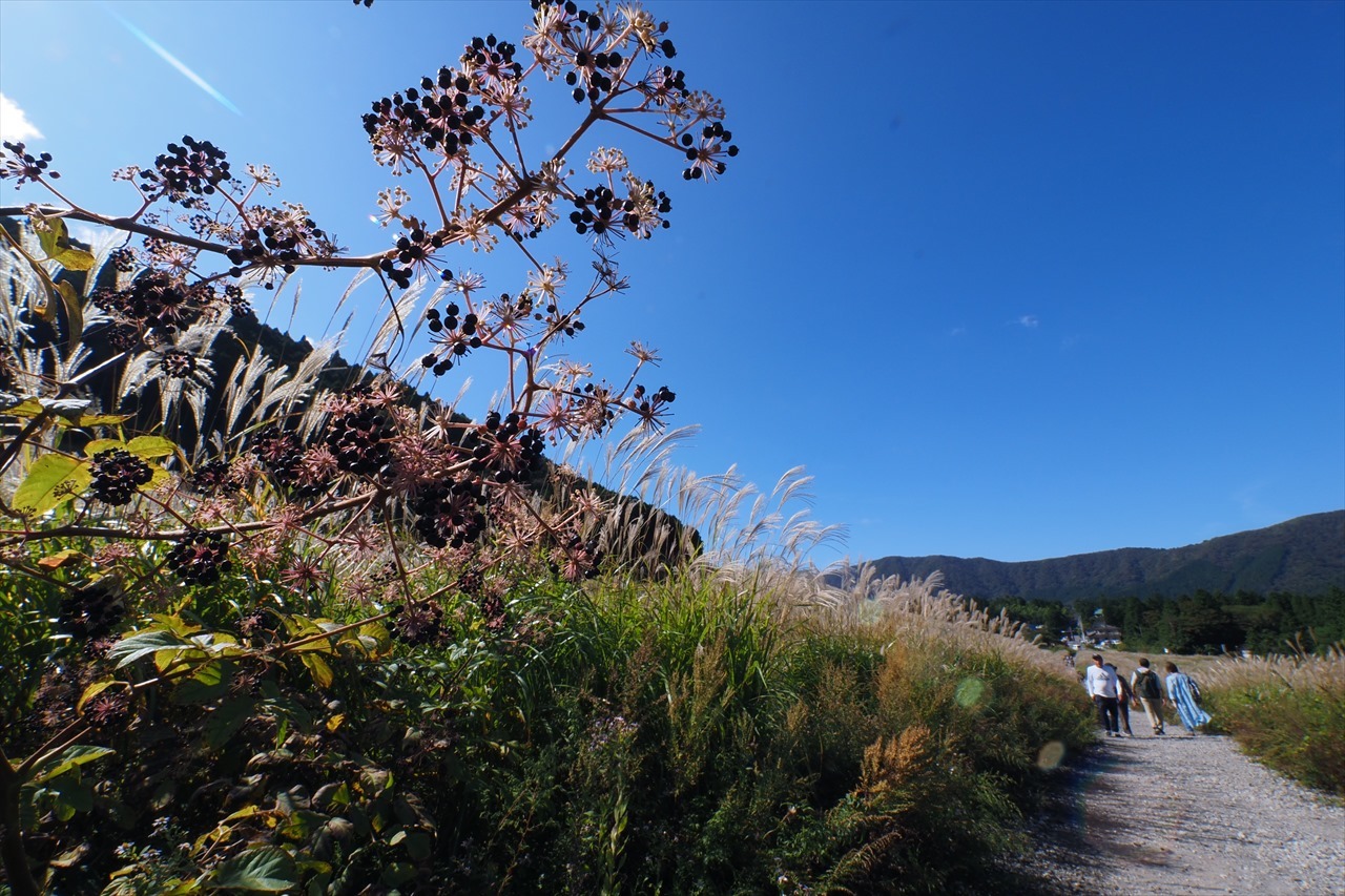 神奈川県　箱根：仙石原ススキ（2023/10/12・10/16）_f0396143_13003646.jpg