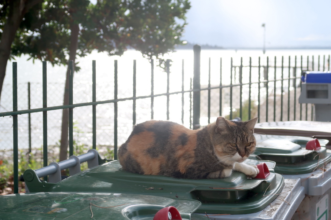 猫に注意！ 標識立つトラジメーノ湖の猫保護区、モンテ・デル・ラーゴ_f0234936_22543890.jpg