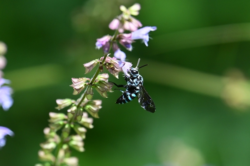 夏の花とルリモンハナバチその2　Byヒナ_c0343075_21174489.jpg