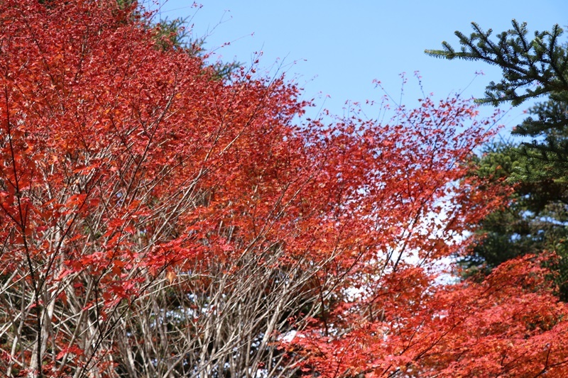 お山は大賑わい_b0158390_15254658.jpg