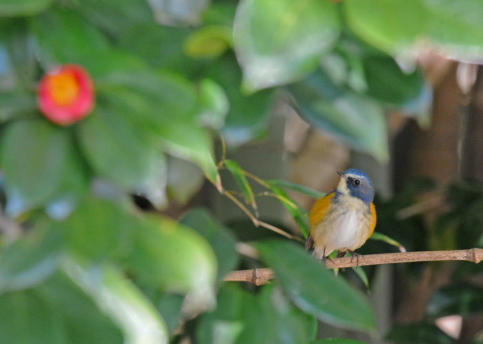 青い鳥「ルリビタキ」 ０１_d0290240_04041223.jpg