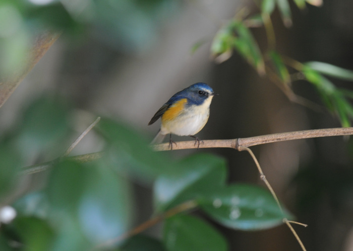 青い鳥「ルリビタキ」 ０１_d0290240_04041360.jpg