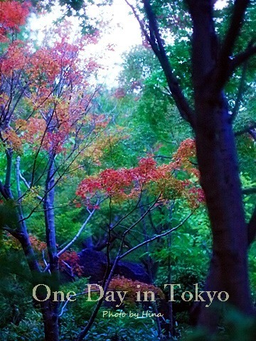 One Day in Tokyo:  お稽古ごとの帰り道_f0245680_09525535.jpg