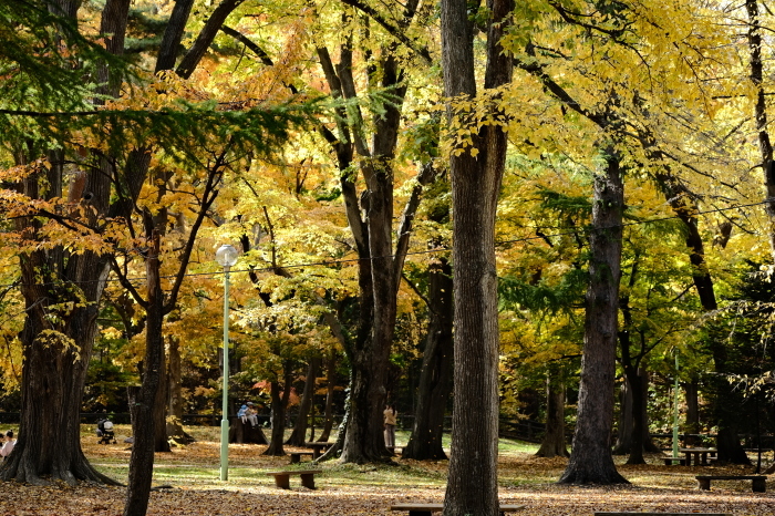 札幌・円山公園　　紅葉真っ盛り_c0080357_15194199.jpg