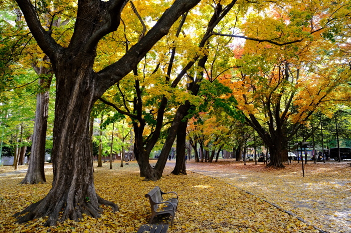 札幌・円山公園　　紅葉真っ盛り_c0080357_15204817.jpg