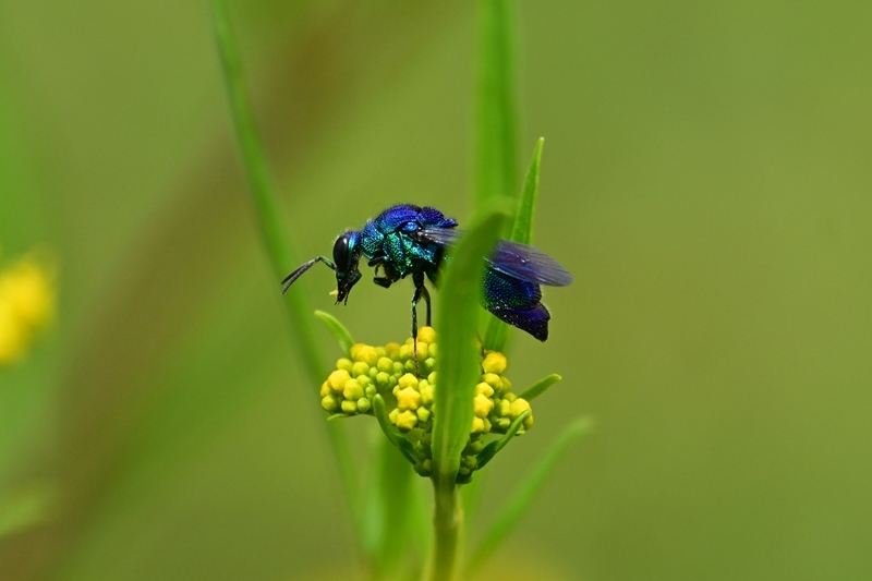 花粉を食べるオオセイボウ　Byヒナ_c0343075_18150032.jpg