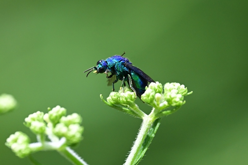 花粉を食べるオオセイボウ　Byヒナ_c0343075_18150651.jpg