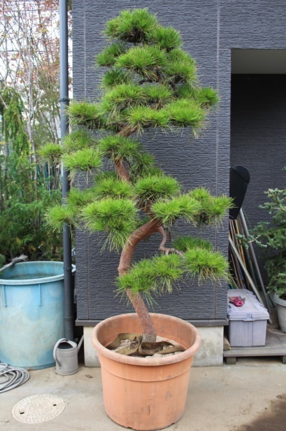 テンモクショウ 天目松 枝垂れ赤松 仕立物 販売 画像 写真 値段 価格 庭木 植木 お問い合わせ商品 : 田中園  -SHOP-｜tanakaen.jp Web Magazine