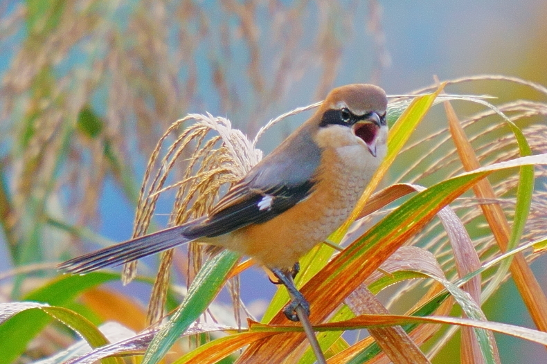 ジョウビタキとモズ_d0382609_16312197.jpg