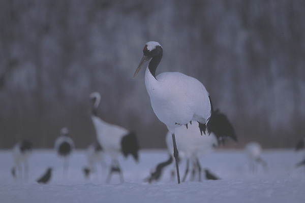 北海道探鳥記録 阿寒タンチョウ観察センター_e0000968_07552189.jpg