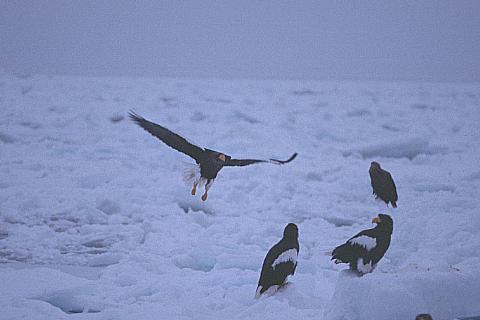 北海道探鳥記録　羅臼港_e0000968_21062907.jpg