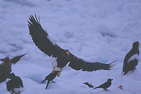 北海道探鳥記録　羅臼港_e0000968_21062954.jpg