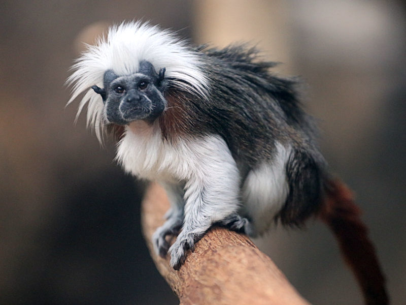 動物園放浪記