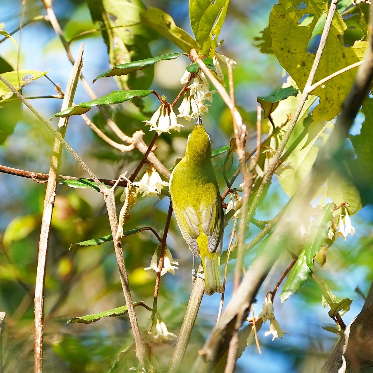 2023年11月　普正寺の森探鳥会_e0178477_22124132.jpg