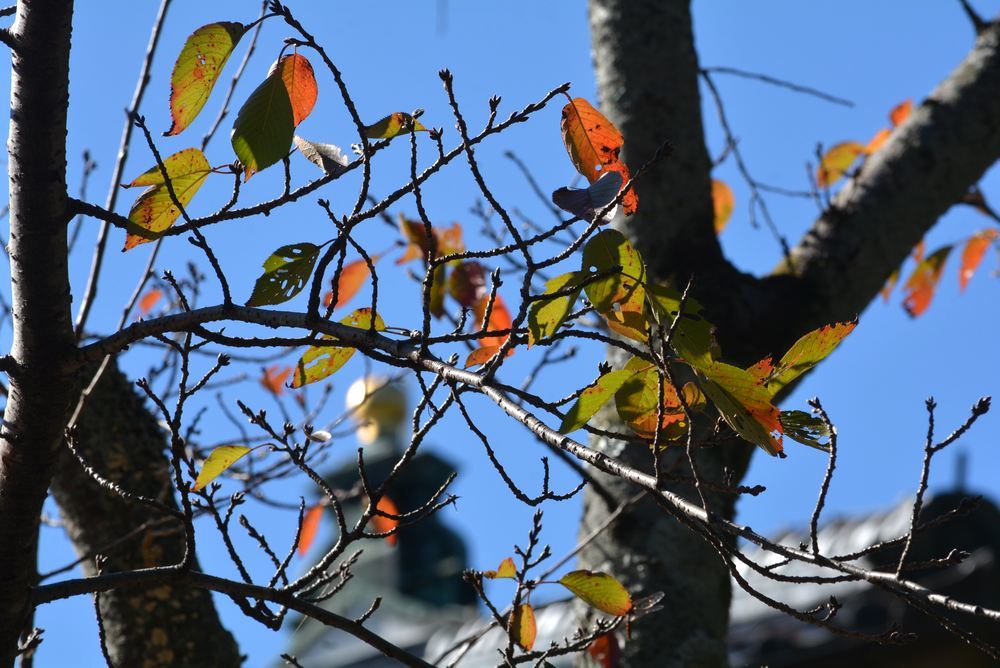 1丁目 三重県庁前の紅葉_e0373930_07161567.jpg