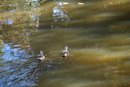 奥卯辰山健民公園１（大池）_c0093046_14005796.jpg