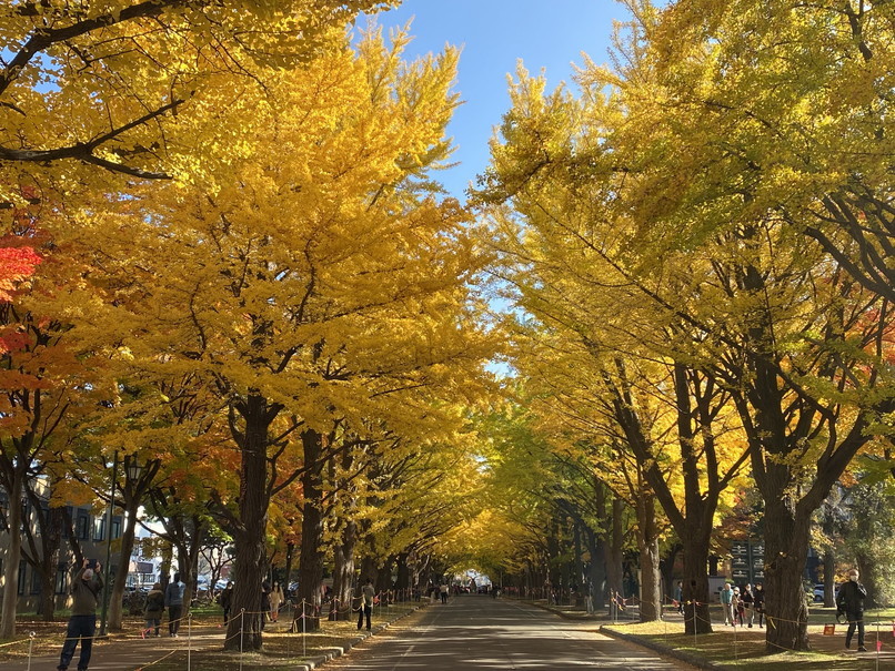 2023年10月、11月 『街の紅葉』　October & November 2023 \"Autumn Color in the Town\"_c0219616_11160205.jpg