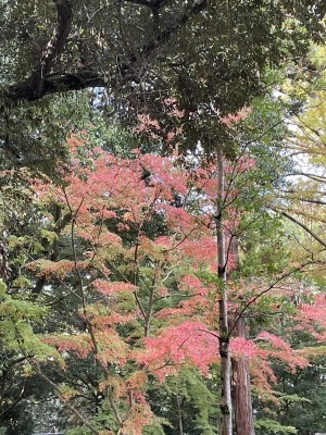 三笠の山　春日の森　神様のお使い_b0058966_11585488.jpeg