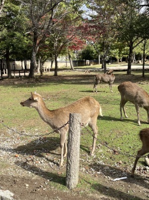 三笠の山　春日の森　神様のお使い_b0058966_12042663.jpeg