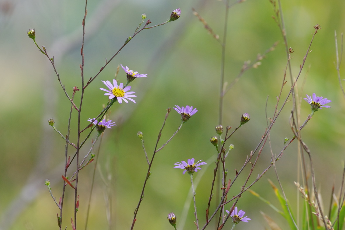 晩秋の花　越冬前のチョウ_b0301570_07301798.jpg