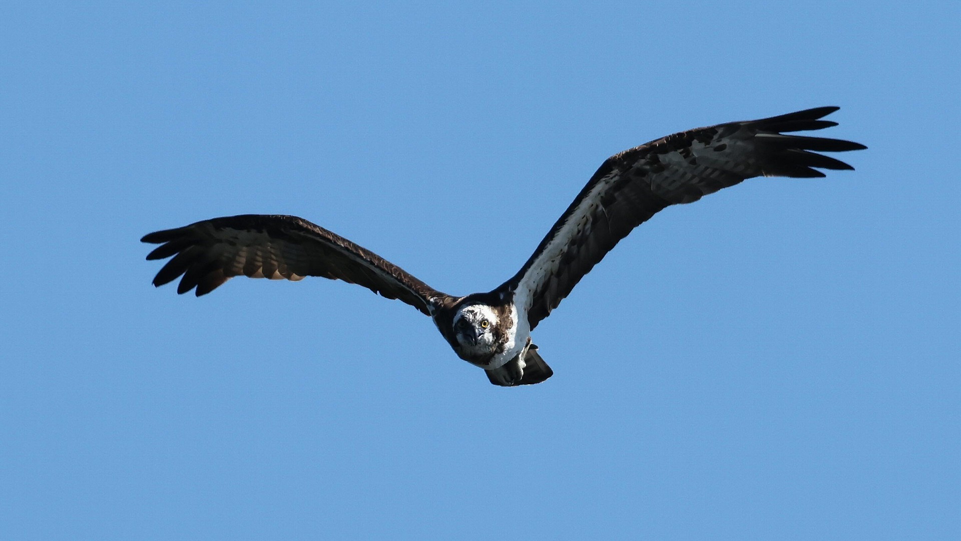 ミサゴの飛翔を正面から　A front view of an Osprey in flight_f0105570_18455737.jpg
