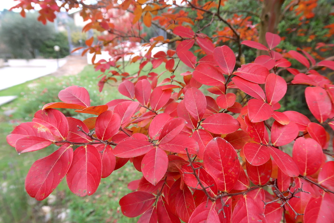 さるすべり紅葉きれいな秋の庭_f0234936_22535636.jpg