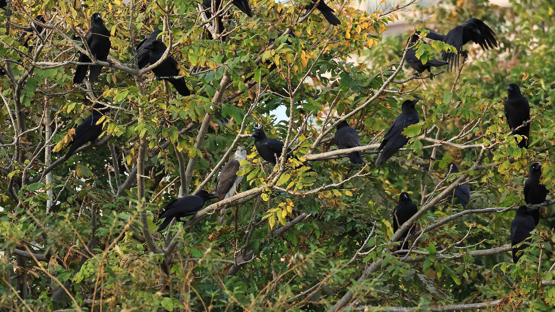ハシブトガラスに囲まれたオオタカ成鳥雌　An adult female goshawk surrounded by Jungle crows_f0105570_18004300.jpg