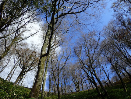 背振山の紅葉（佐賀県神埼市）_d0182075_01105723.jpg