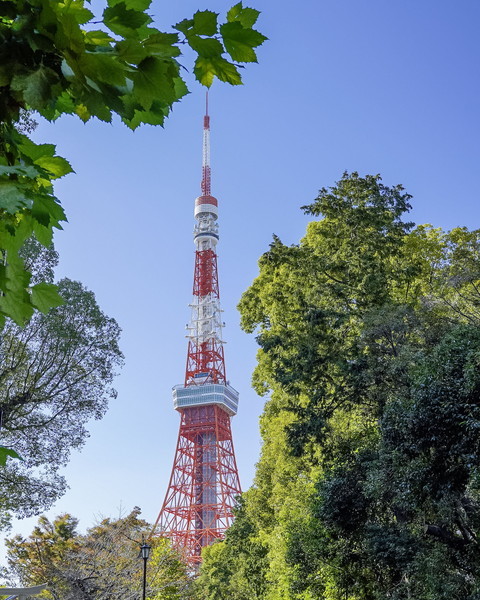 東京タワーと花　「花の水鏡」_b0145398_22192601.jpg