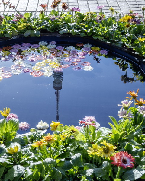 東京タワーと花　「花の水鏡」_b0145398_22193809.jpg