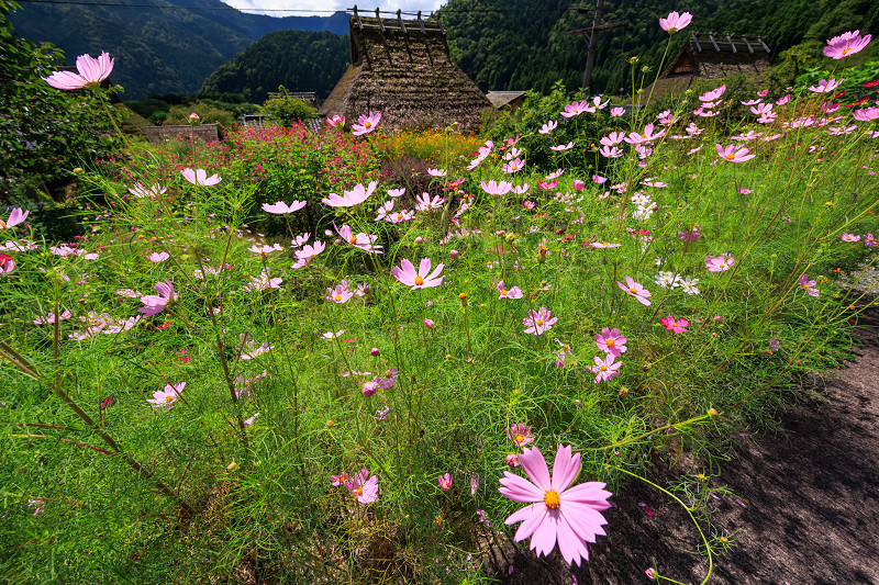 2023夏の花畑　そばの花咲く美山かやぶきの里_f0155048_22065275.jpg